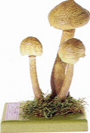 Pholiota squarrosa