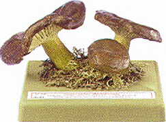Lactarius necator 