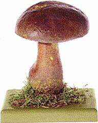 Boletus erythropus