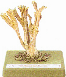 Ramaria formosa 