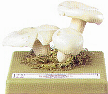 Lactarius piperatus 