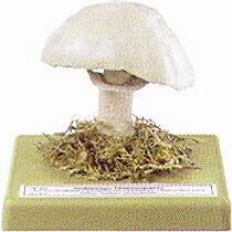 Agaricus macrosporus 