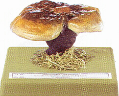 Ganoderma lucidum 