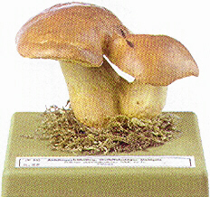 Boletus appendiculatus 