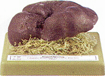 Albatrellus pes-caprae 