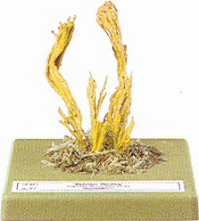 Calocera viscosa 