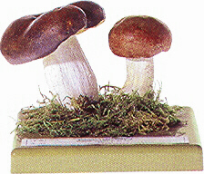 Russula integra