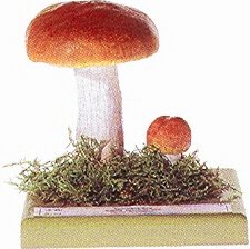 Russula paludosa