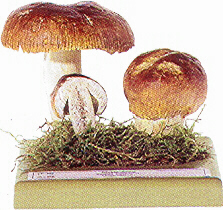 Russula foetens