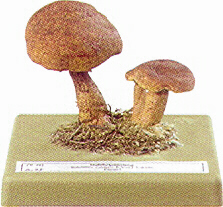 Boletus cavipes 