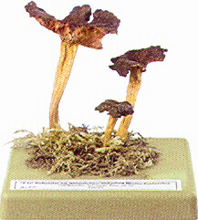 Cantharellus xanthopus 