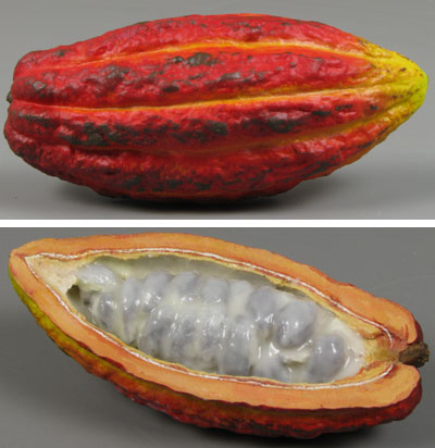 Cocoa Fruit