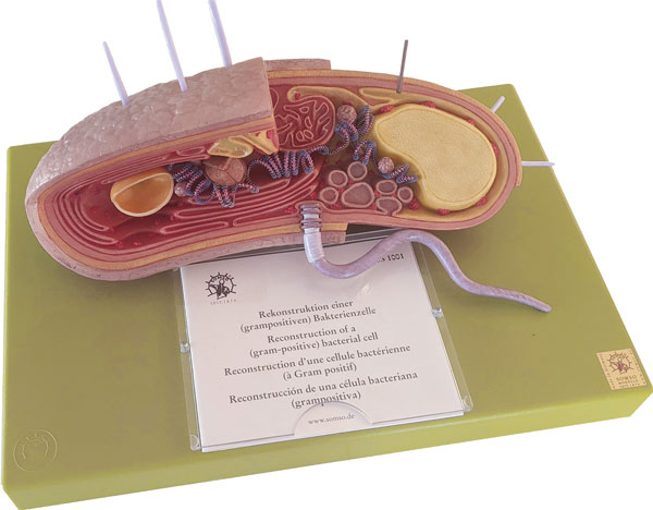 Reconstruction of a (gram-positive) bacterial cell 