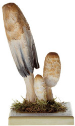 Shaggy Ink Cap