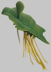 Male Fern, Prothallium