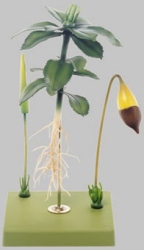 Sternmoos, Gametophyt mit Sporophyt