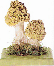 Yellow Morel 