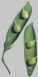 Pea, Pod