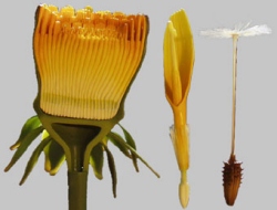 Dandelion, Inflorescence, Individual Blossom and Fruit