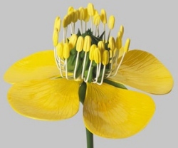 Buttercup, Flower