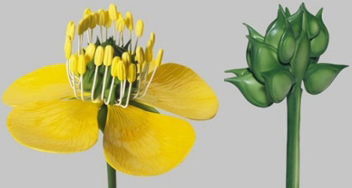 Buttercup, Flower and Fruit Meadow buttercup