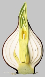 Tulip Bulb