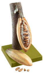 Fruit of the Cacao