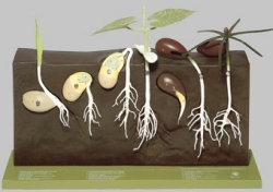 Model showing Germination