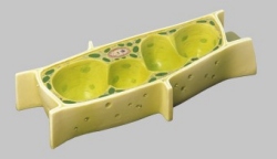 Plant Cell