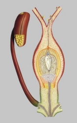 Fertilisation of Angiosperm