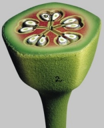 Apple Blossom - Cross Section of the Ovary