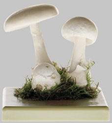 Fool's Mushroom