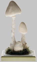 Destroying Angel