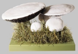 Wiesenchampignon, Feldegerling