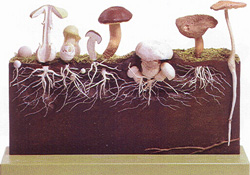 Development of Hat Fungi