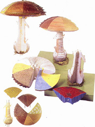 Structure of Hat Fungi (Large model)