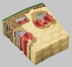 Section through the Peripheral Part of a Monocotyle Stem Maize 