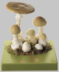 Death Cap