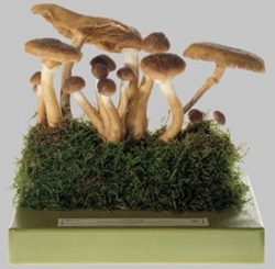 Honey Fungus