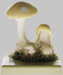 Death Cap