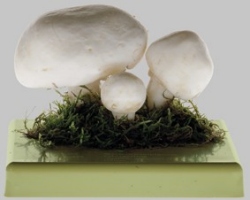 Wiesenchampignon, Feldegerling