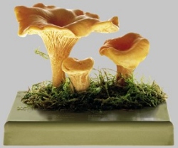 Chanterelle