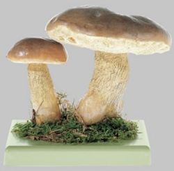 Bitter Bolete