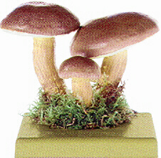 Bay Bolete