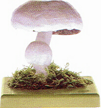 Schafchampignon, Anisegerling