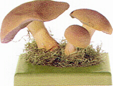 Velvet Bolete 