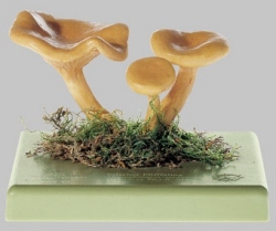 False Chanterelle