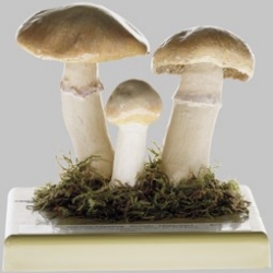 Gypsy Mushroom