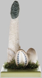 Common Stinkhorn