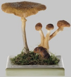 Honey Fungus